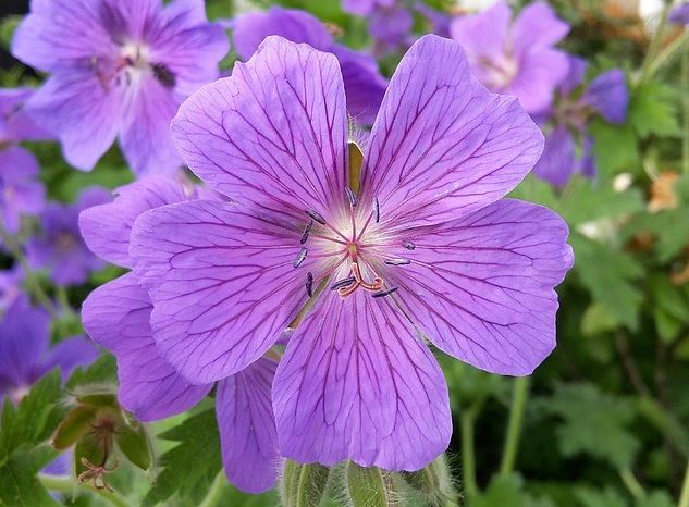 A Purple Violet Flower