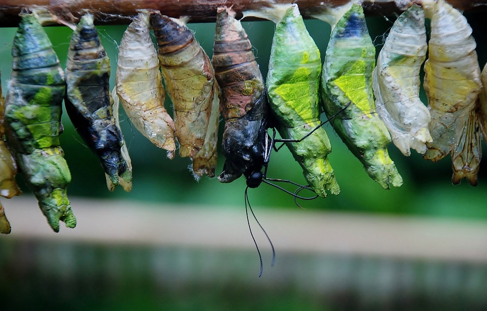 Colored Cocoon